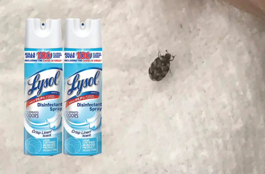 Does Lysol Kill Bugs?