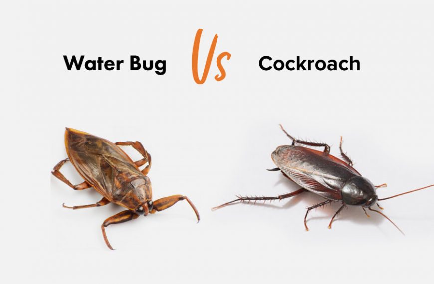 Water Bug vs Roach