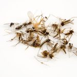 Can Disinfectant Spray Kill Bugs? [Yes, BUT…]