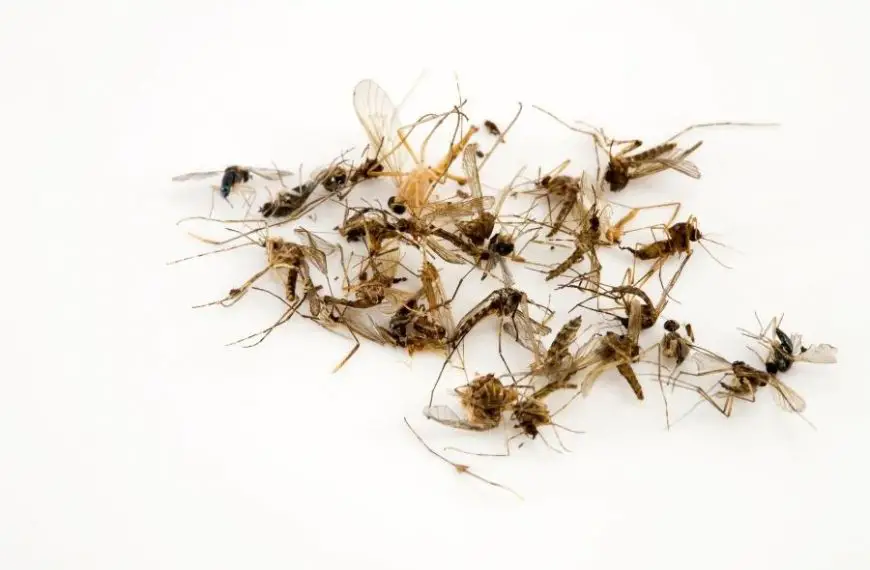 Can Disinfectant Spray Kill Bugs?