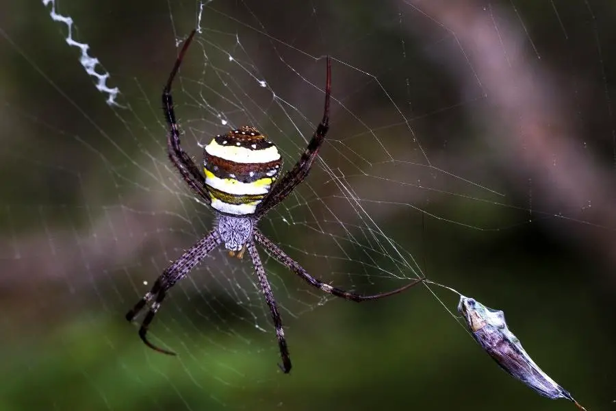 Does Lysol Kill Spiders? [Yes, BUT...] APB