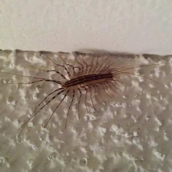 Does Fabuloso Attract Bugs?