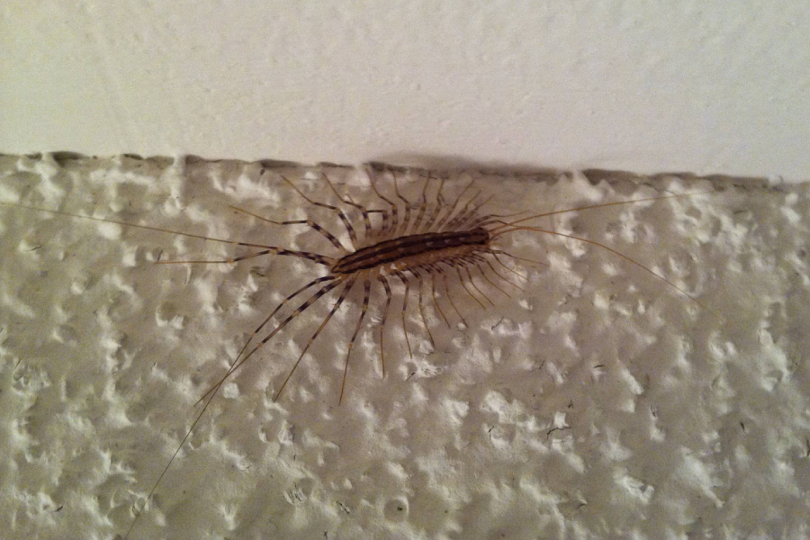 Does Fabuloso Attract Bugs?