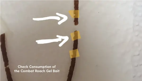 How Long Does Combat Roach Bait Gel Last? [Check HERE] | APB