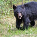 Does Pine Sol Attract Bears? [No, it Deters them, but…]