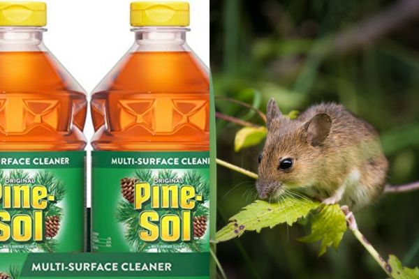 Does Pine Sol Attract Mice