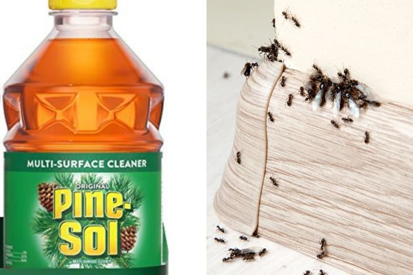 Does Pine Sol Attract Ants